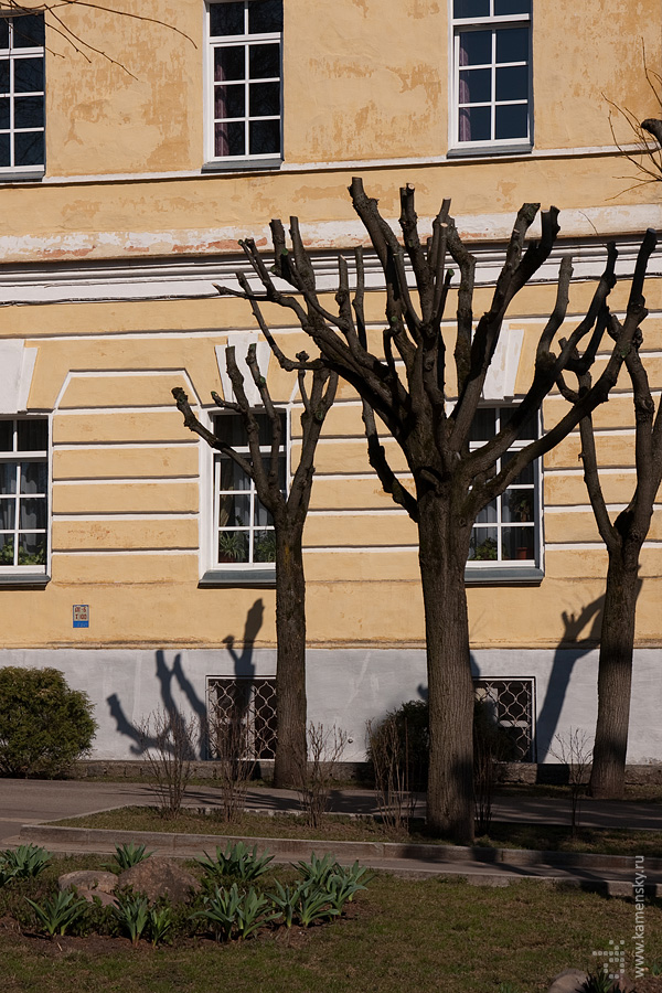 Художественное кронирование лип, Лавра, Сергиев Посад