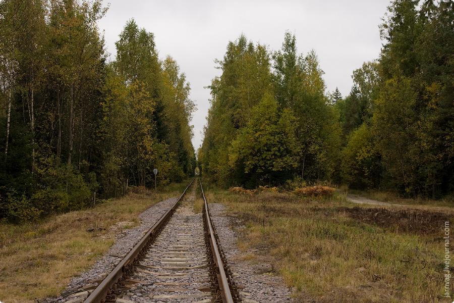 Ногинское ППЖТ в окрестностях Черноголовки, туннель из деревьев