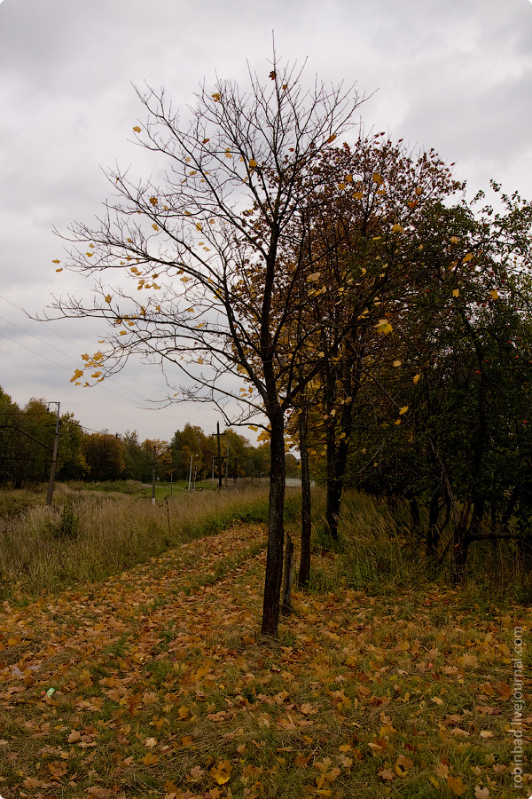 Московская область природа осень