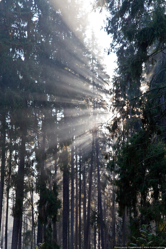 Осень, пейзаж, туман, паутина, роса на паутине, утренник