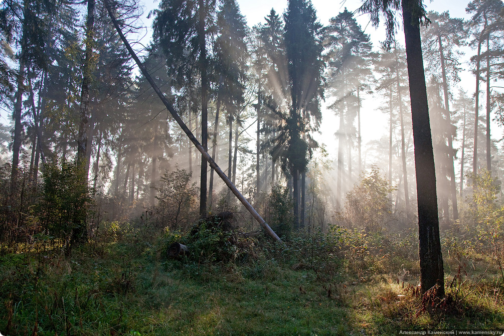 Осень, пейзаж, туман, паутина, роса на паутине, утренник