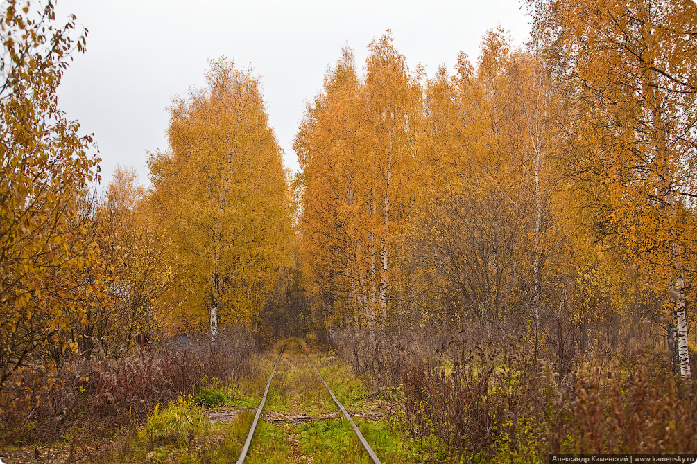 Подмосковная природа в разгар осени. Акценты.