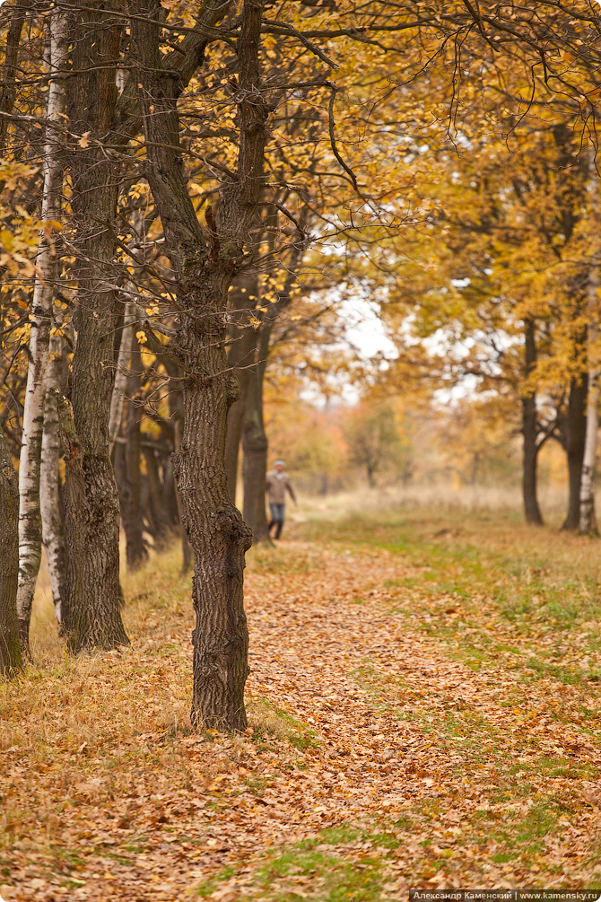 Подмосковная природа в разгар осени. Акценты.