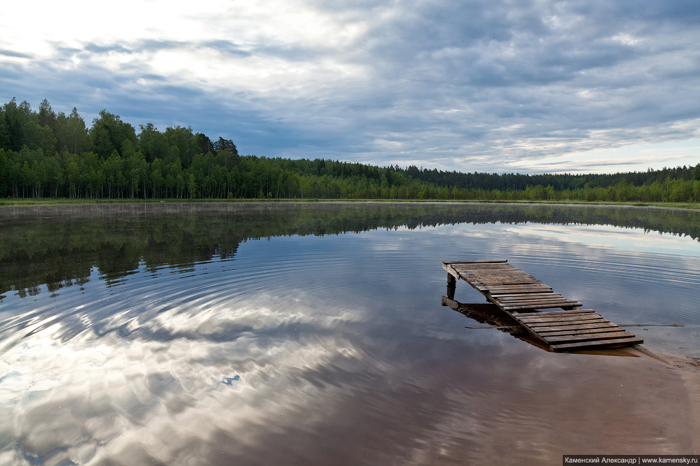 Яркое лето, ромашки, рассвет, желтые поля