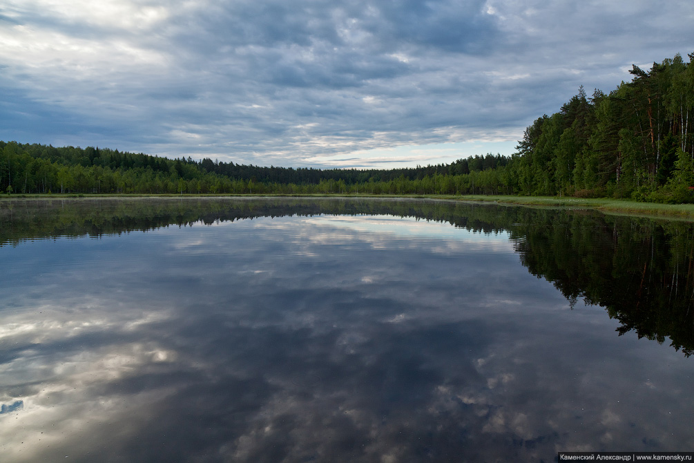 Яркое лето, ромашки, рассвет, желтые поля