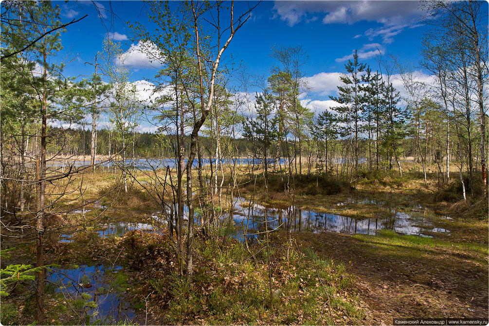 Ногинский район, село Воскресенское, Лесные озера, Московская область