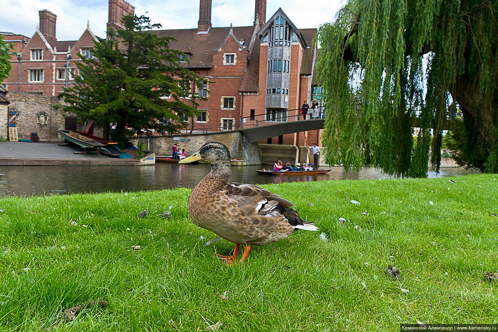 Великобритания, Кембридж, река Кэм, Cambridge, GB