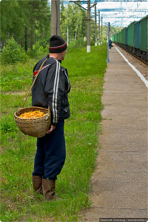 БМО, лето, Илейкино, васильки, ромашки, зверобой