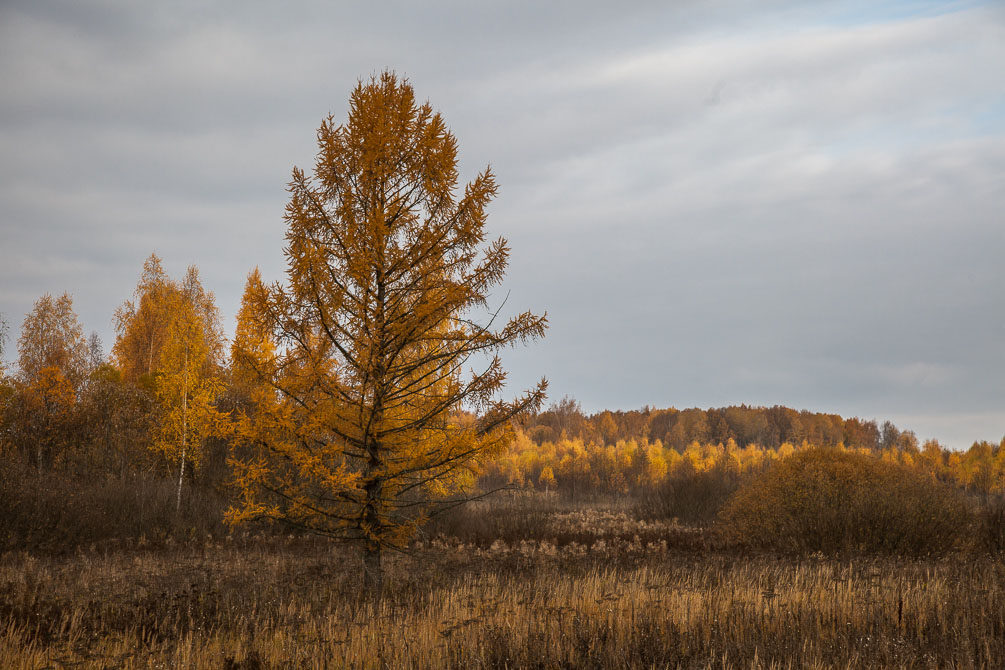 Ярославская область, Ярославское направление, Берендеево, осень, железная дорога, поезда, электрички, платформы, станции