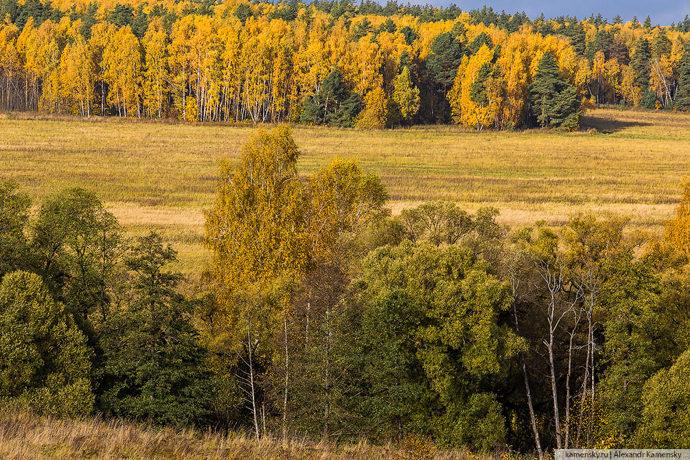 Московская область, осень, природа, пейзаж, холмы, золотая осень, желтая листва